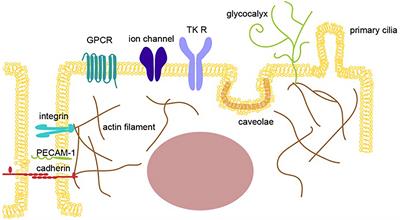 Gateway Reflex and Mechanotransduction